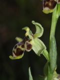 Ophrys conradiae